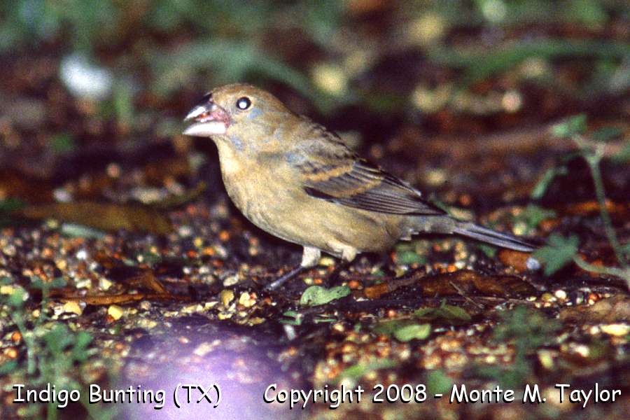 Indigo Bunting -female / spring- (Texas)