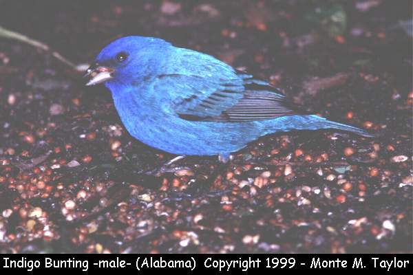 Indigo Bunting -male- (Dauphin Island, Alabama)