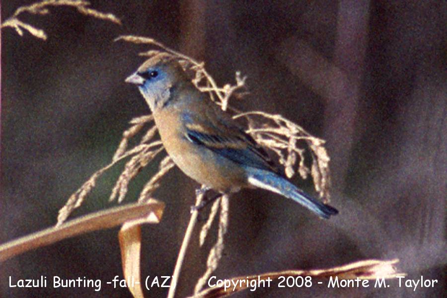 Lazuli Bunting -fall- (Arizona)