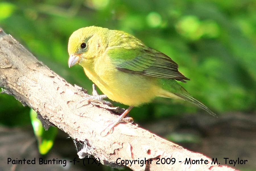 Painted Bunting -spring female- (Texas)