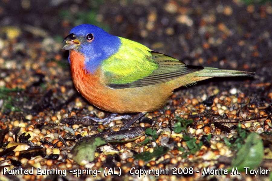 Painted Bunting -male / spring- (Alabama)