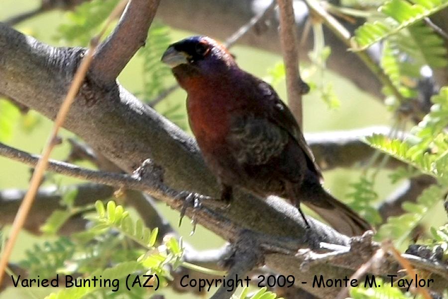 Varied Bunting -spring male- (Arizona)