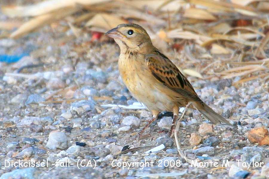 Dickcissel -first fall- (California)