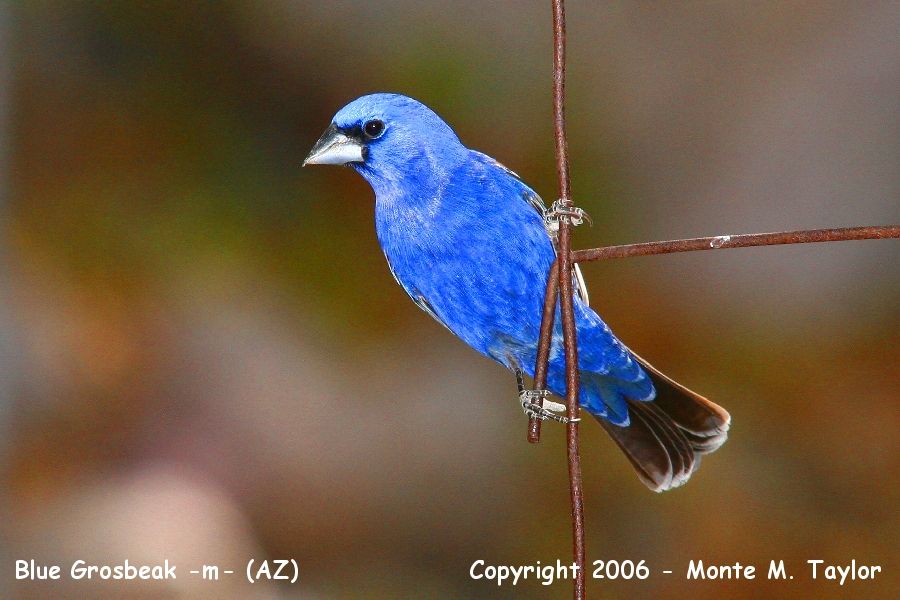 Blue Grosbeak -male- (Arizona)