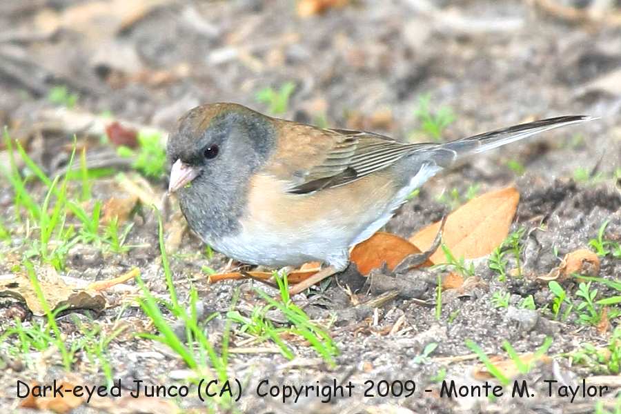 Dark-eyed Junco -winter / pink-sided?- (California)