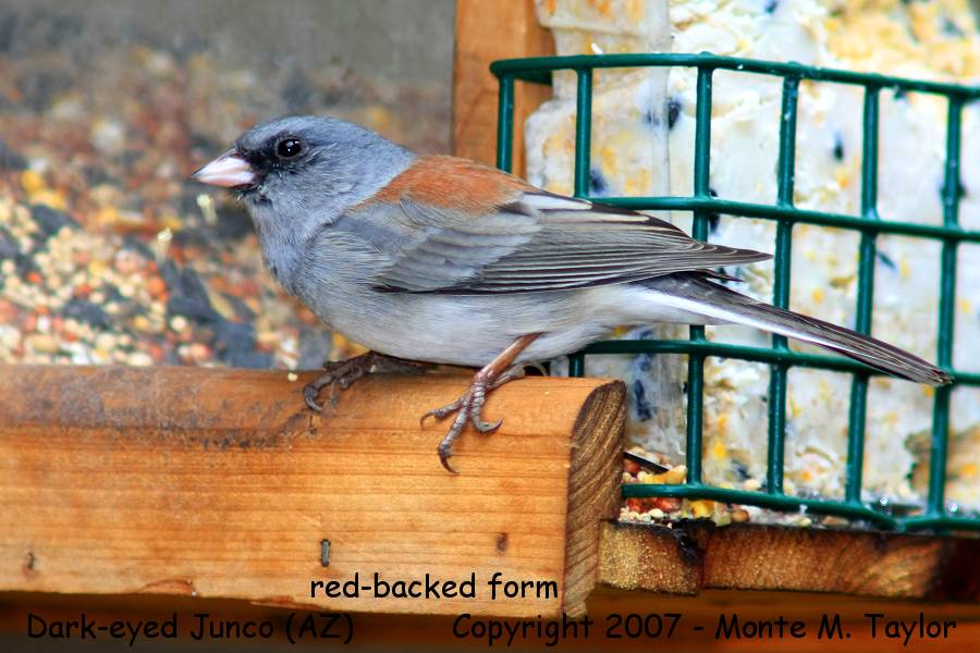 Dark-eyed Junco (red-backed form) - Arizona