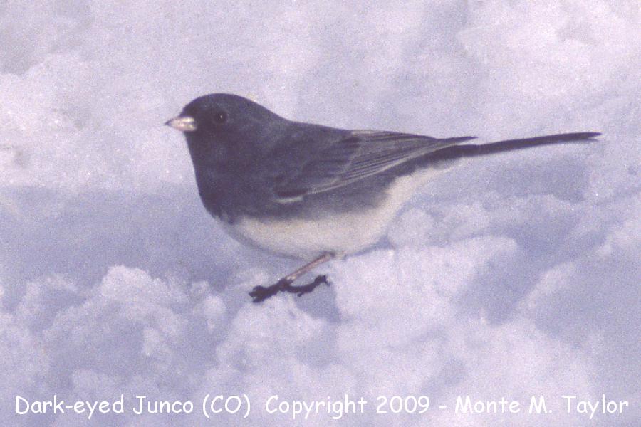 Dark-eyed Junco -slate colored race / winter- (Colorado)