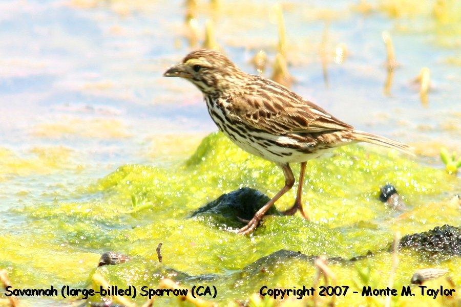 Savannah Sparrow -large-billed race- (California)
