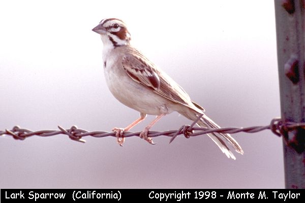 Lark Sparrow (California)