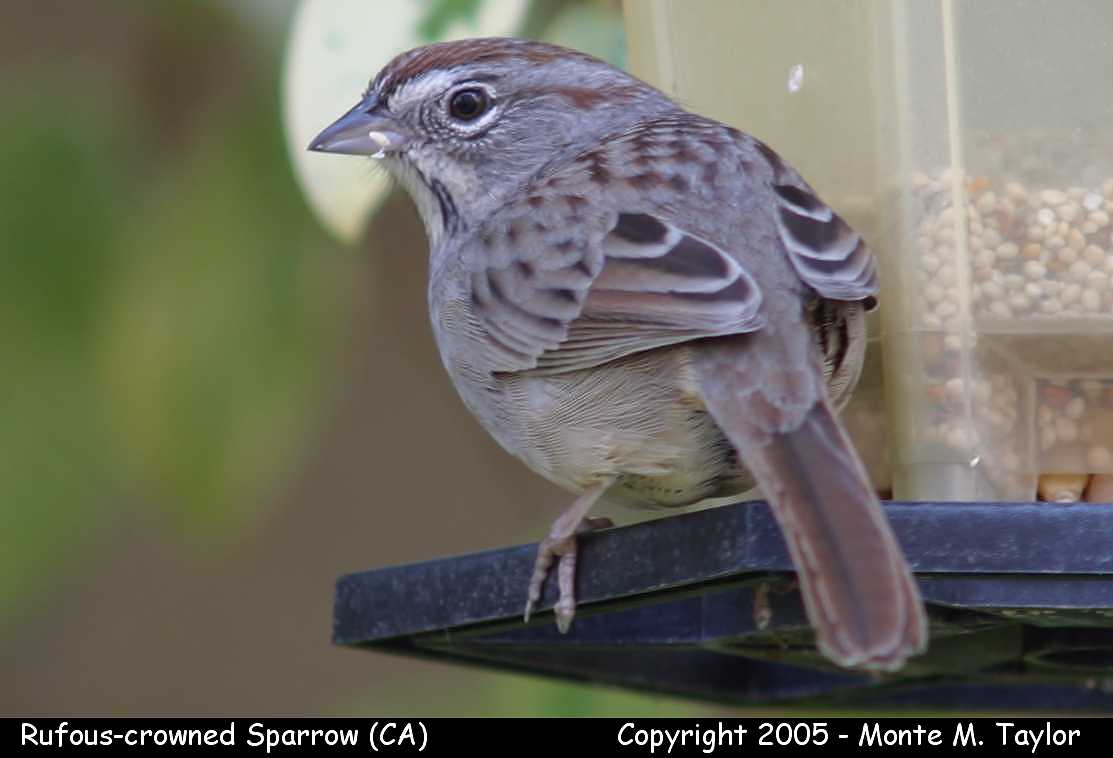 Rufous-crowned Sparrow (California)