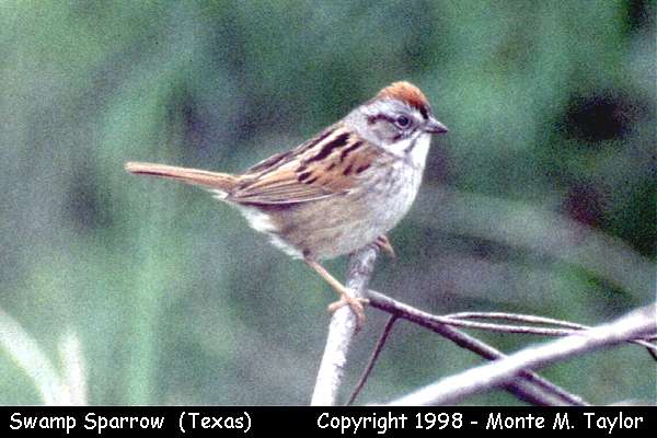 Swamp Sparrow (Texas)