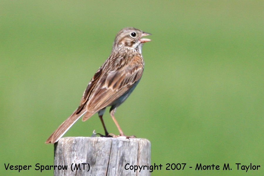 Vesper Sparrow (Montana)