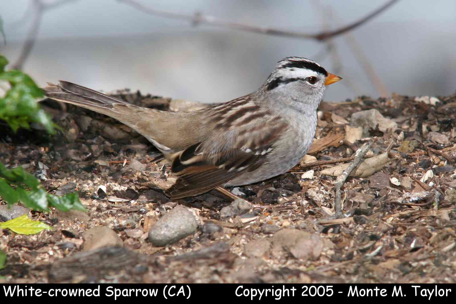 White-crowned Sparrow (California)