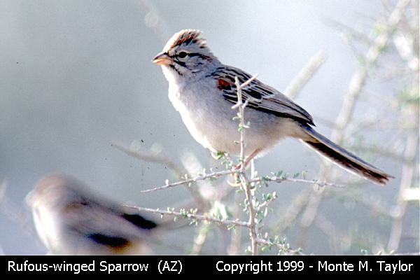 Rufous-winged Sparrow  (Continental, Arizona)