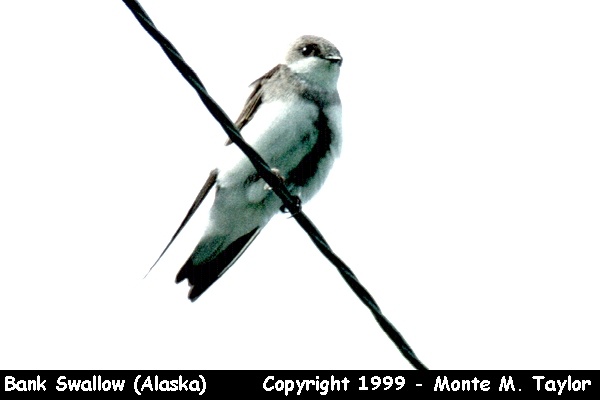 Bank Swallow (Alaska)