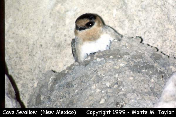Cave Swallow (Carlsbad Caverns, New Mexico)