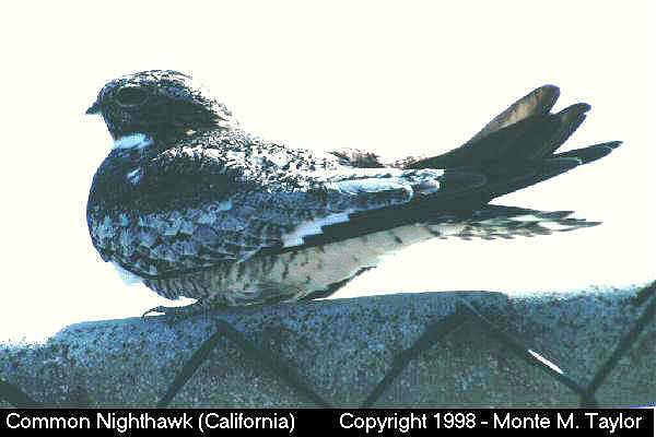 Common Nighthawk (California)