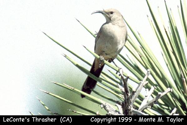 LeConte's Thrasher (California)