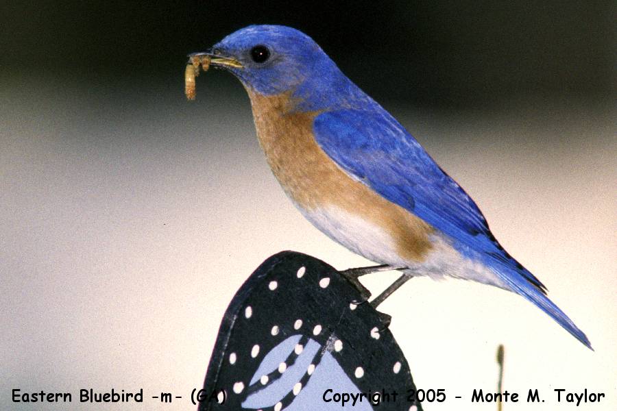 Eastern Bluebird -male- (Georgia)