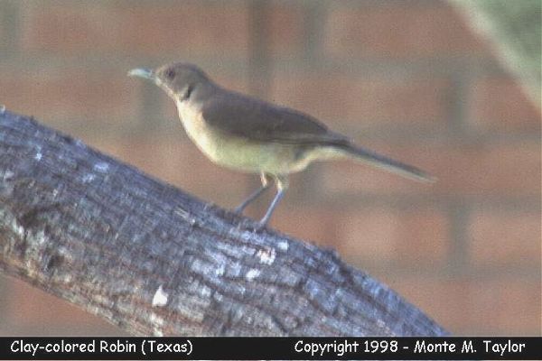 Clay-colored Robin (McAllen, Texas)