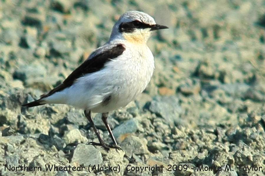 Northern Wheatear -spring / Council Road- (Nome, Alaska)