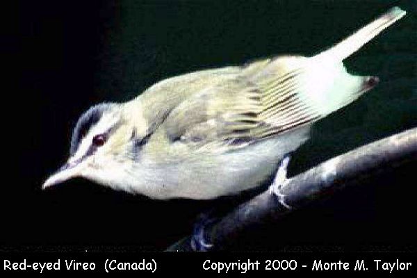 Red-eyed Vireo (Pt. Pelee, Ontario, Canada)