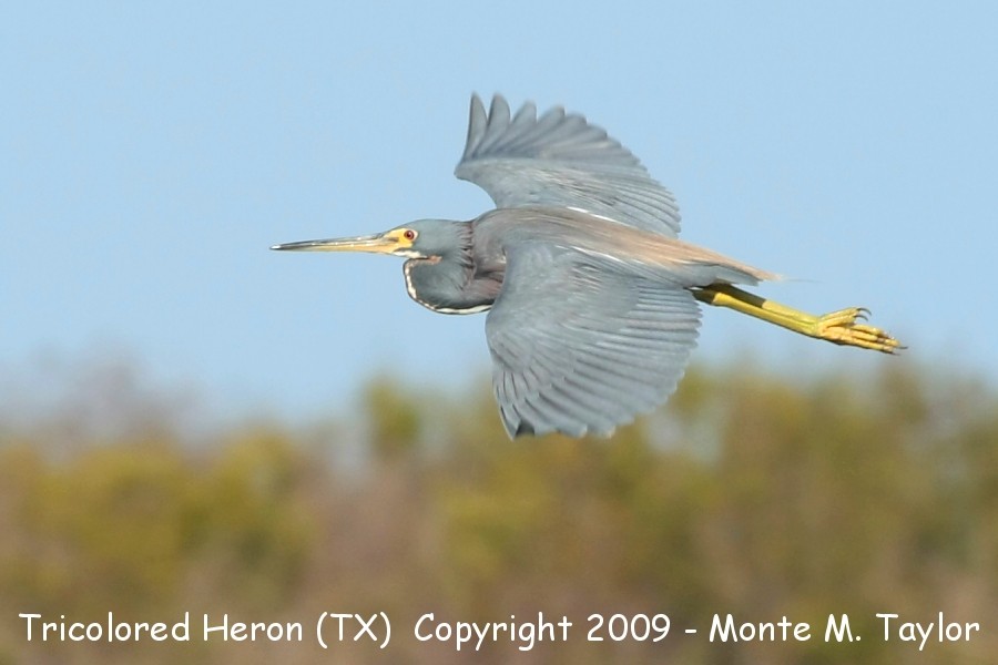 Tricolored Heron -adult / winter- (Texas)