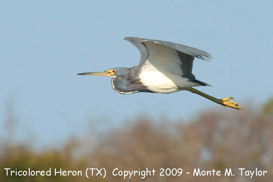 Tricolored Heron -adult / winter- (Texas)