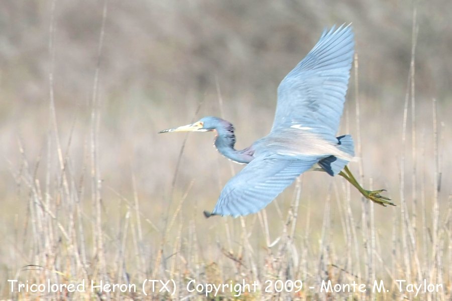 Tricolored Heron -adult / winter- (Texas)