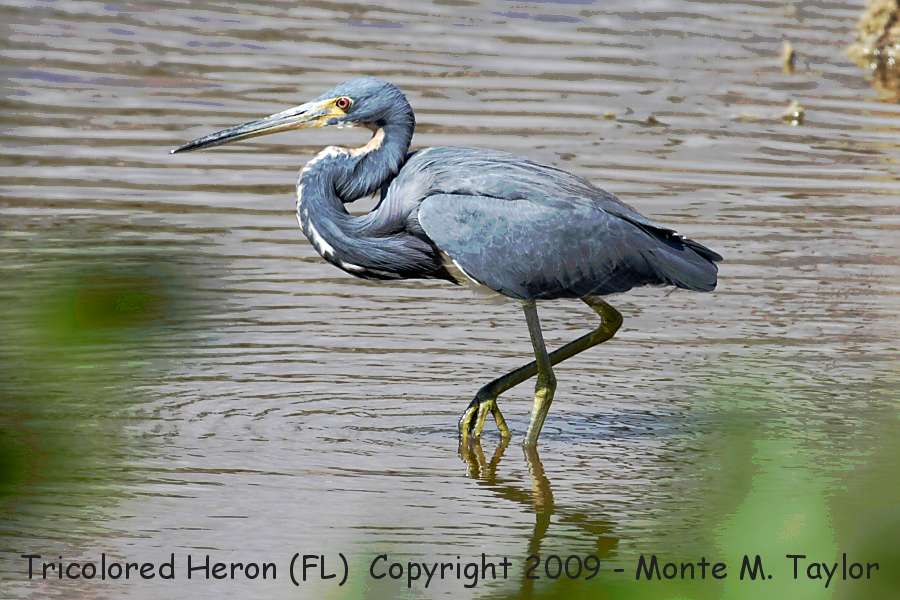 Tricolored Heron -winter- (Everglades NP, Florida)