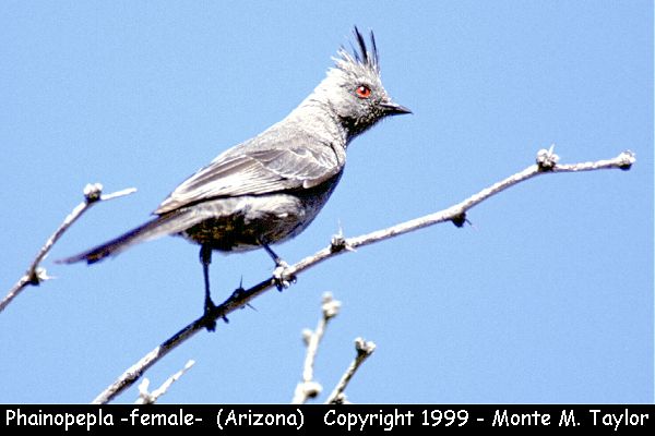 Phainopepla -female- (Arizona)