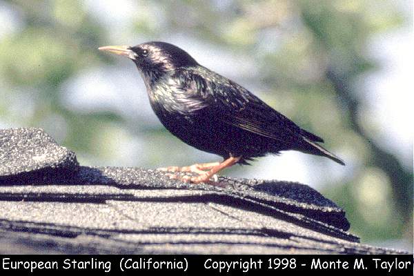 European Starling (California)