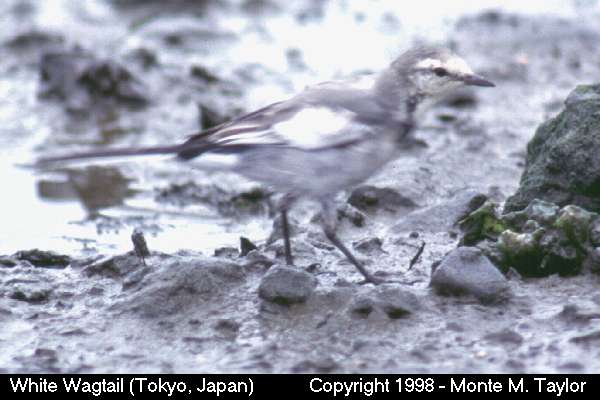 White Wagtail (Tokyo, Japan)