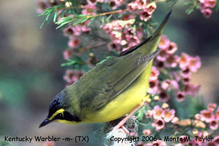 Kentucky Warbler -male- (High Island, Texas)