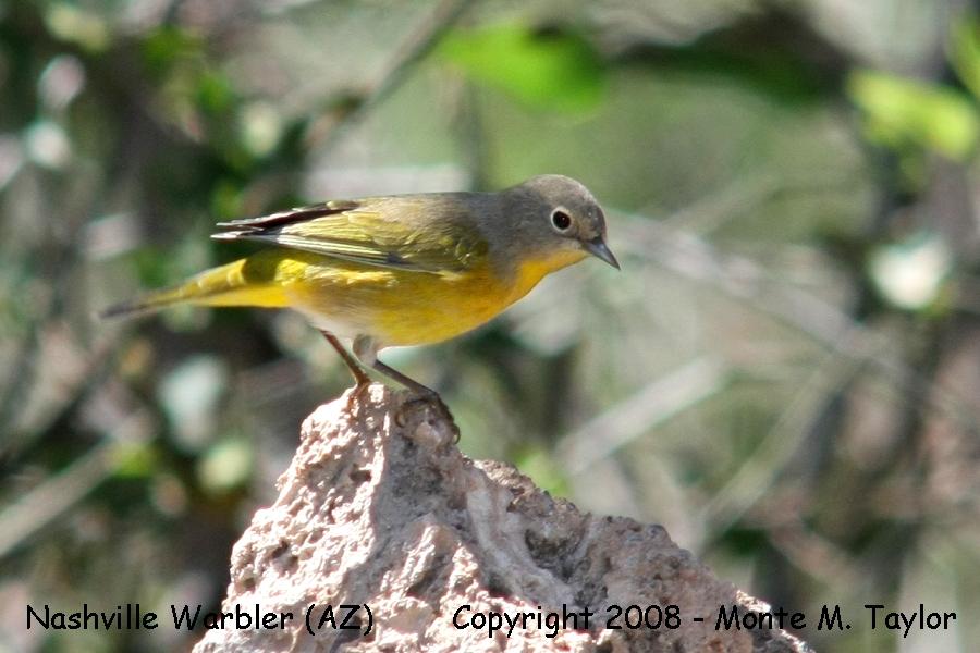 Nashville Warbler (Arizona)