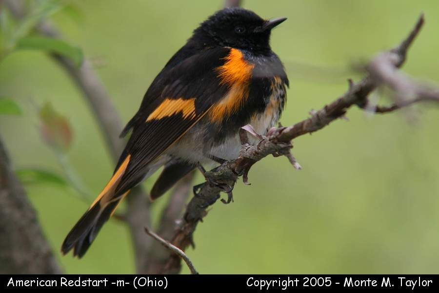 American Redstart (male) - Ohio