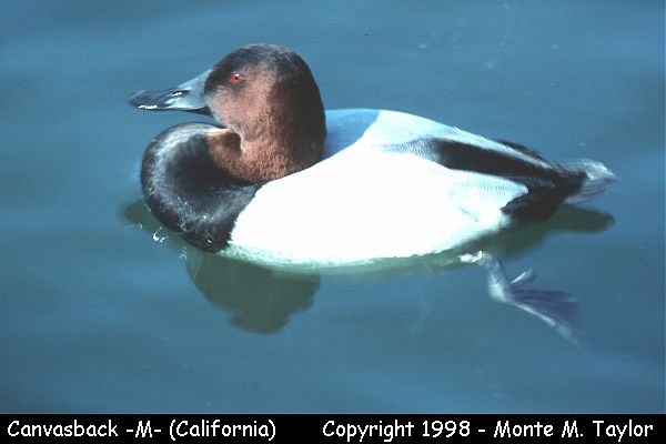 Canvasback -male- (California)