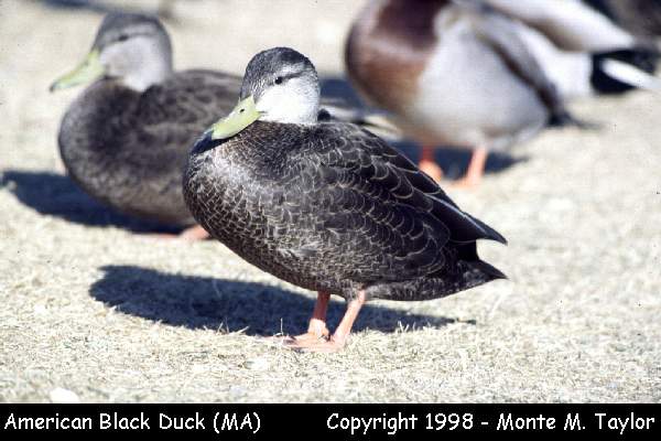 American Black Duck (Massachusetts)