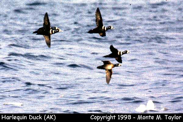 Harlequin Duck (Gambell, St. Lawrence Island, Alaska)