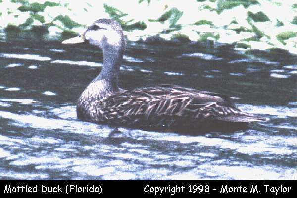 Mottled Duck (Florida)