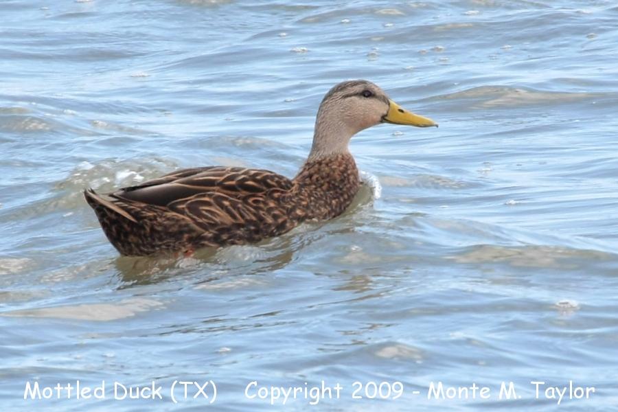 Mottled Duck -winter- (Texas)