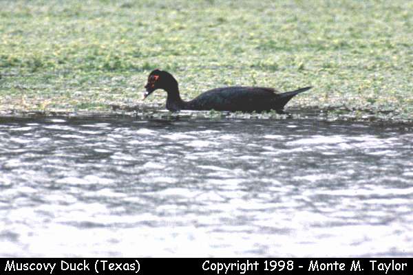 Muscovy Duck (Texas)