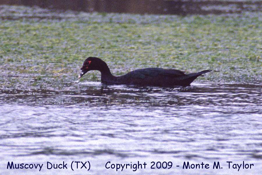 Muscovy Duck (Texas - on the Rio Grande River)
