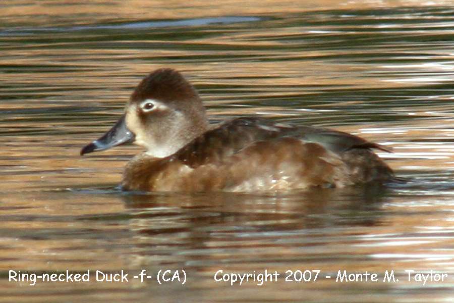 Ring-necked Duck -female- (California)