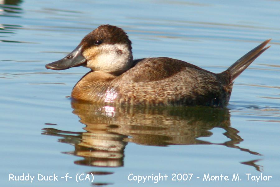 Ruddy Duck -female- (California)