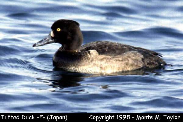Tufted Duck -female- (Hokkaido, Japan)