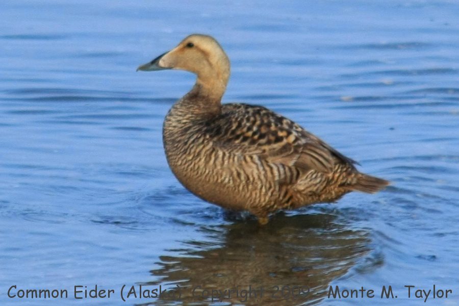 Common Eider -spring female / v-nigra- (Nome, Alaska)