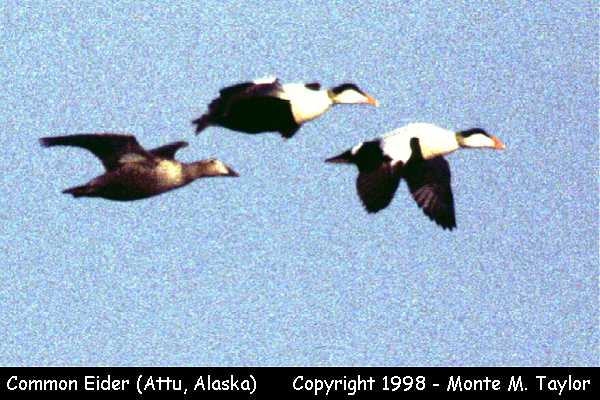 Common Eider -males w/one female- (Attu Island, Alaska)