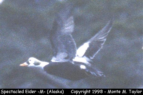 Spectacled Eider -male- (Attu Island, Alaska)