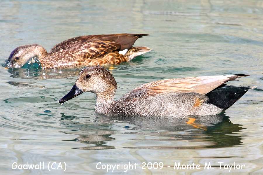 Gadwall -male / winter- (California)